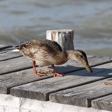 Appartement Am See Podersdorf am See Zewnętrze zdjęcie